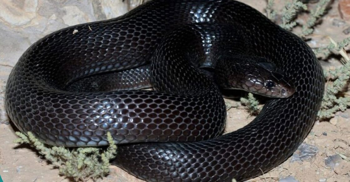 black-cobra black-cobra