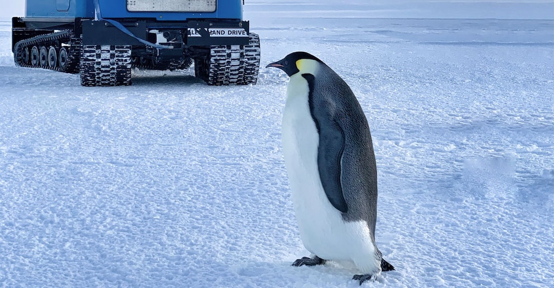 penguin penguin
