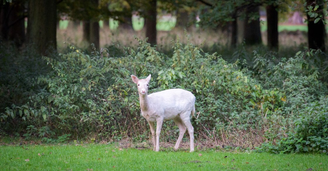 deer-2-