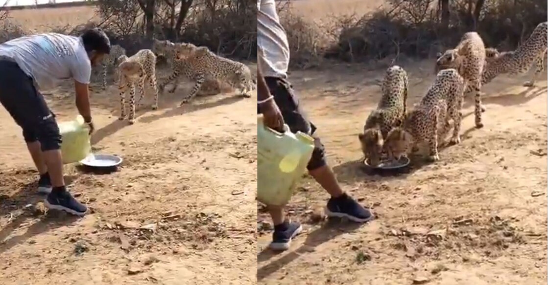 cheetah