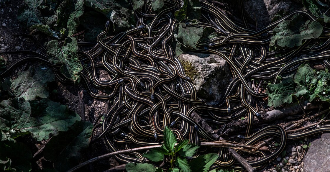 (Photo:X/@CraigBaird)