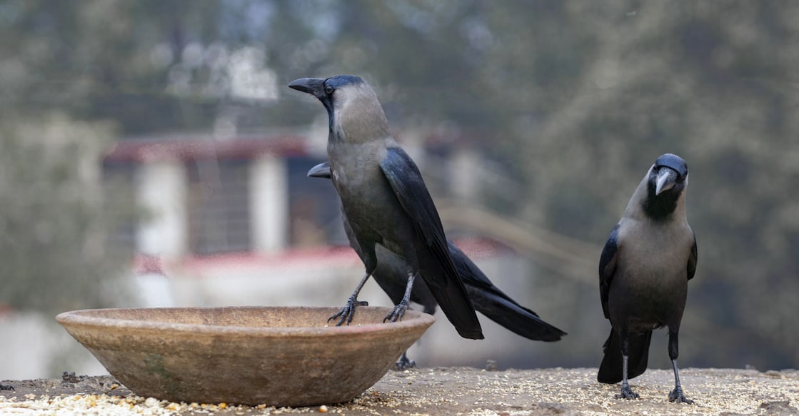 crow-pic crow-pic