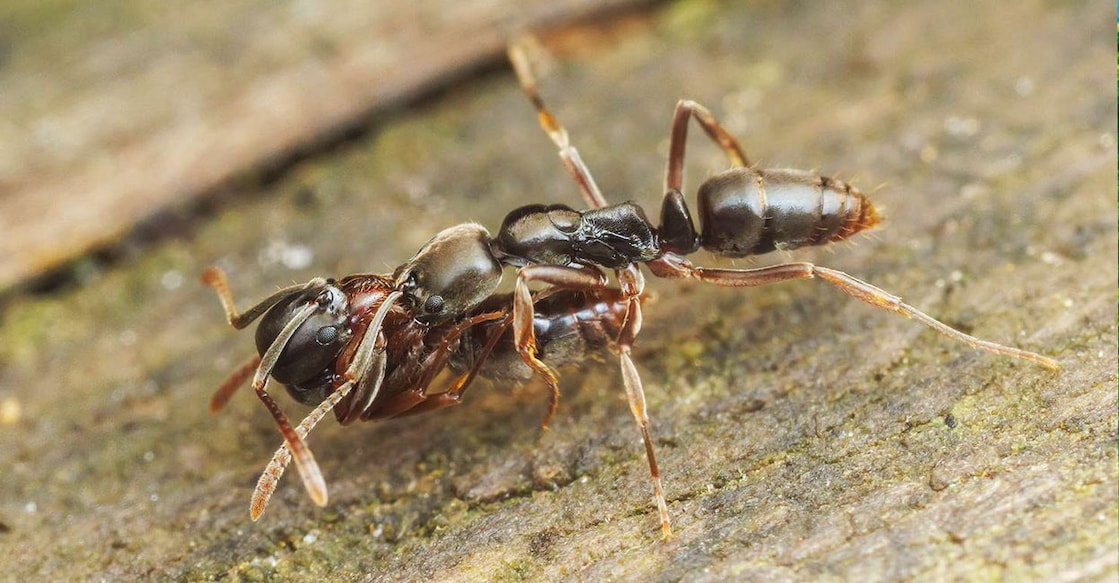 asian-needle-ants Asian needle ant (Photo:X/@dogwoodblooms)