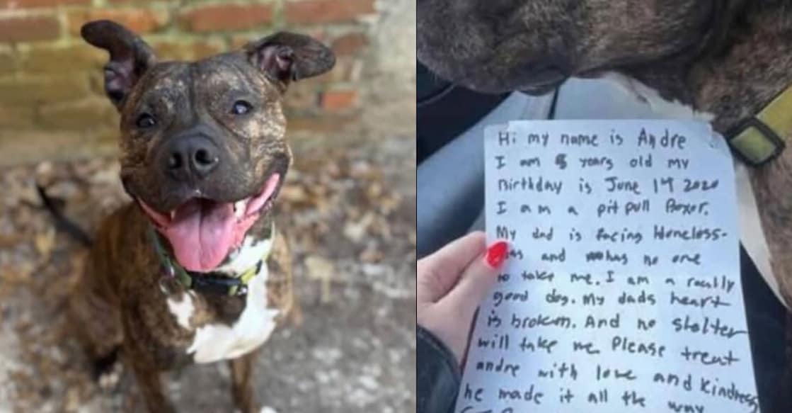 pitbull ആൻഡ്രേ (Photo:x/Kaitlyn Ross 11Alive)