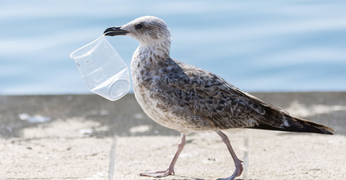 sea-birds പ്ലാസ്റ്റിക്കുമായി കടൽ പക്ഷി (Photo Credit:Robert Pleško/ Istock)
