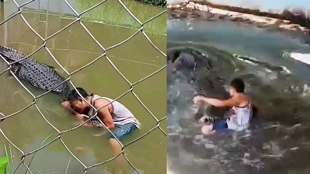 crocodile-attack ആക്രമണത്തിന്റെ ദൃശ്യങ്ങൾ (Photo:X/@TaraBull808)