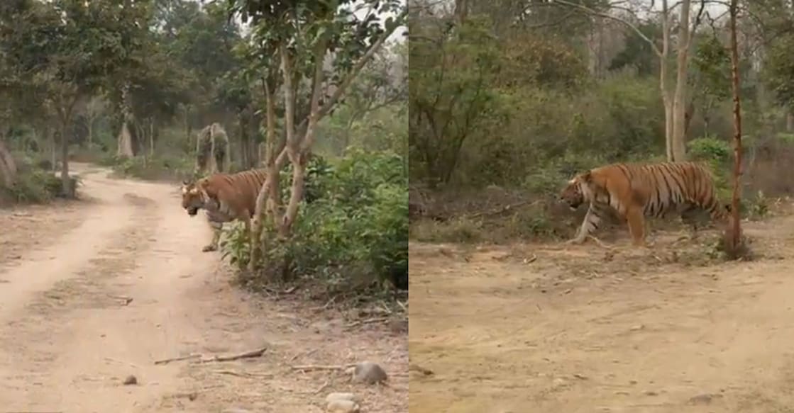 herculus-tiger (Photo:X/@AshutoshS_IFS)