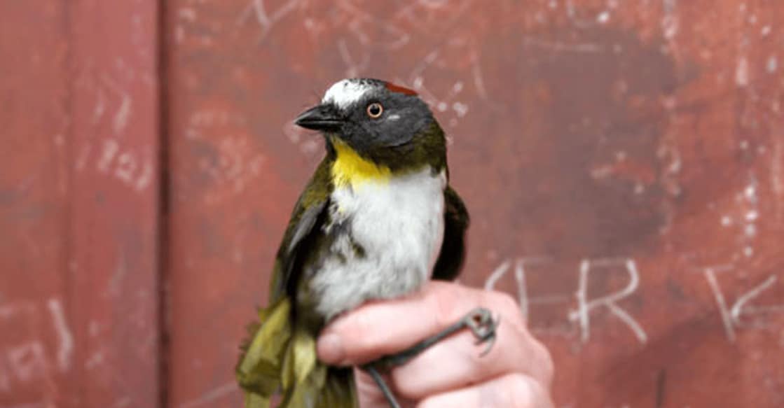bird-env Rufous-naped bellbird (Photo: X/@Firecaptain16)