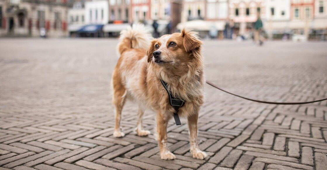 pet-dog pet-dog