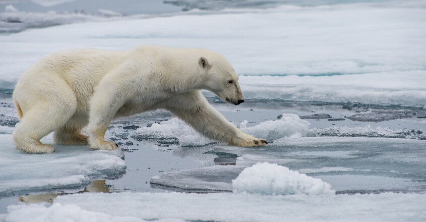 Polar Bear Polar Bear