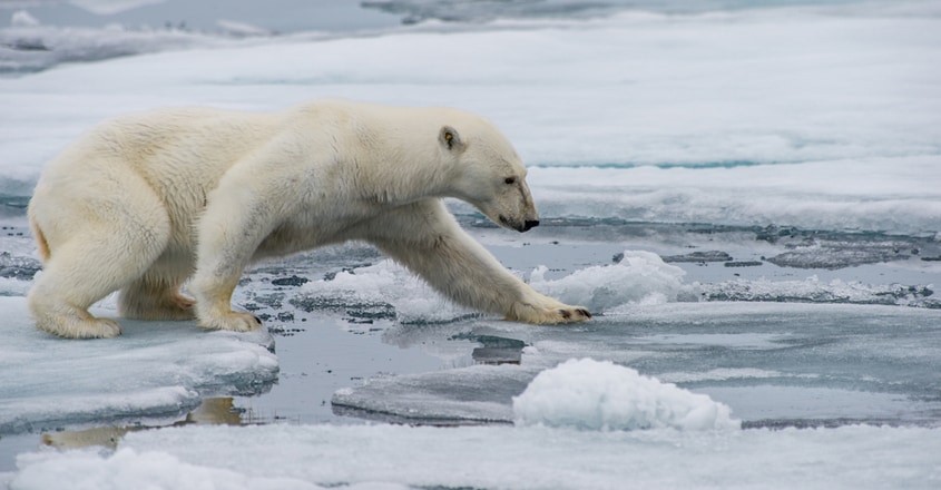 Polar Bear Polar Bear