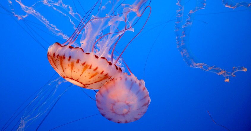 Purple-Striped Jellyfish Purple-Striped Jellyfish