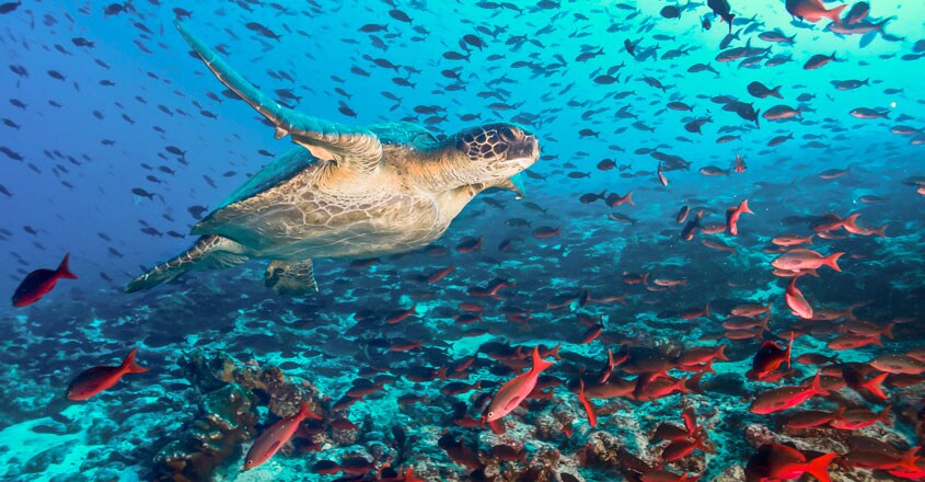 Sea Turtle Sea Turtle