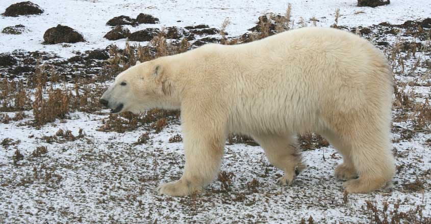 polar-bear polar-bear