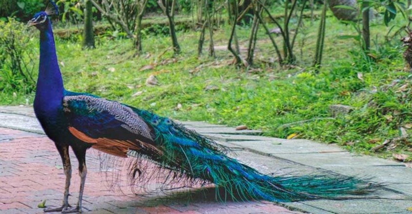 increasing-peafowl-in-kerala-is-a-sign-of-climate-change1 increasing-peafowl-in-kerala-is-a-sign-of-climate-change1