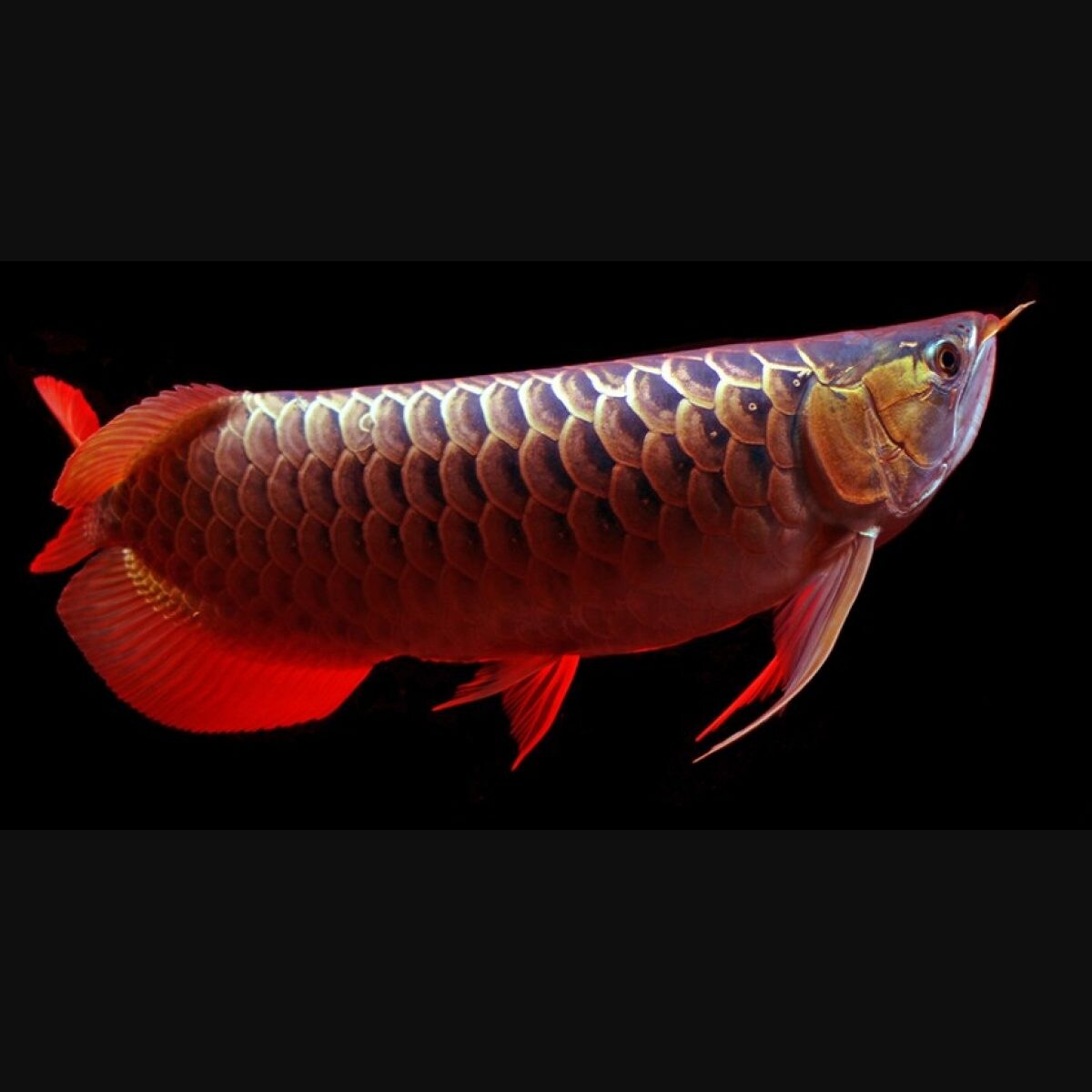 arowana fish malayalam