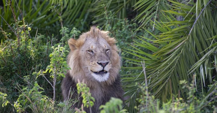 Lion appears to smirk at photographer after scaring him with loud roar Lion appears to smirk at photographer after scaring him with loud roar