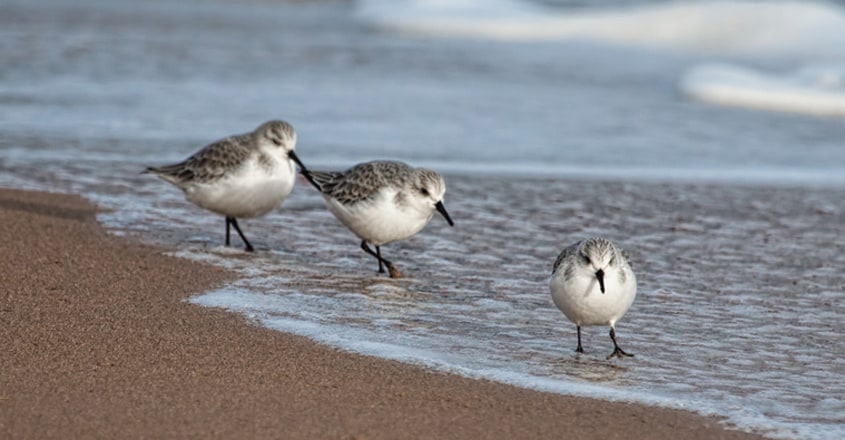 Sanderling Sanderling