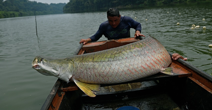 Arapaima gigas Arapaima gigas