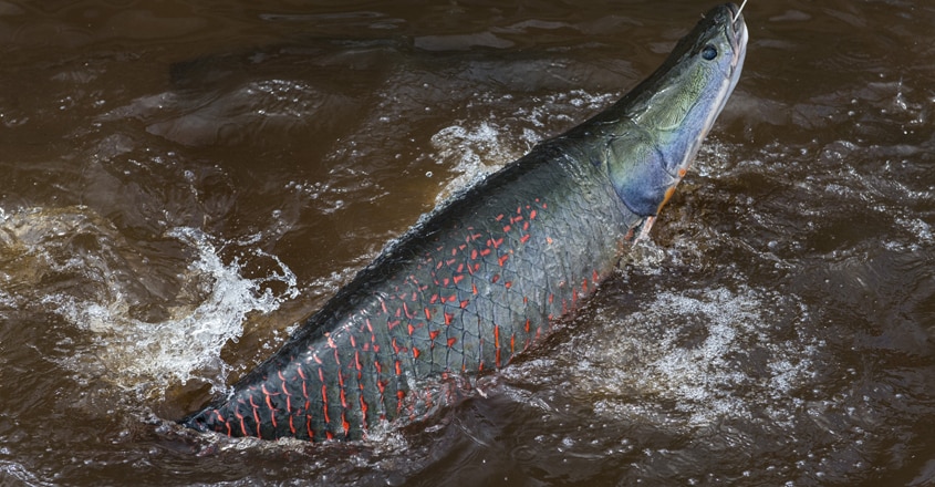 Arapaima gigas Arapaima gigas