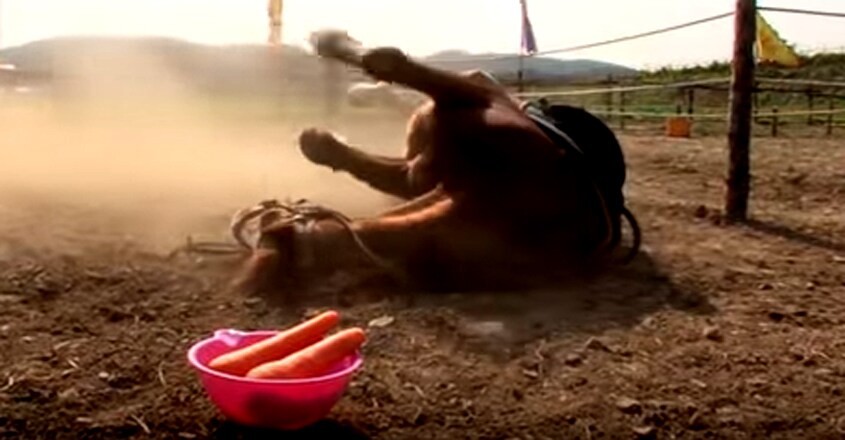 Horse Plays Dead When People Try To Ride Him Horse Plays Dead When People Try To Ride Him