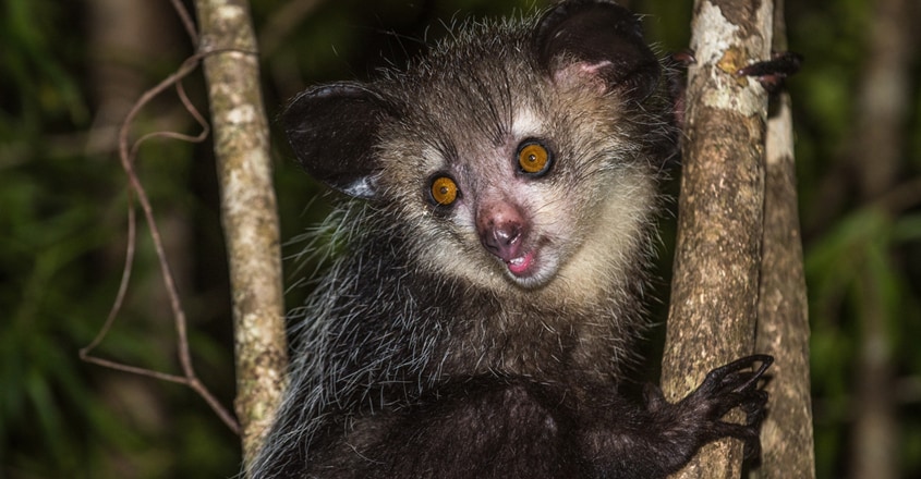 Aye Aye Lemur Aye Aye Lemur