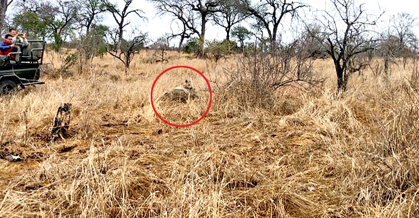 Hyena Saves Warthog from Leopard Hyena Saves Warthog from Leopard