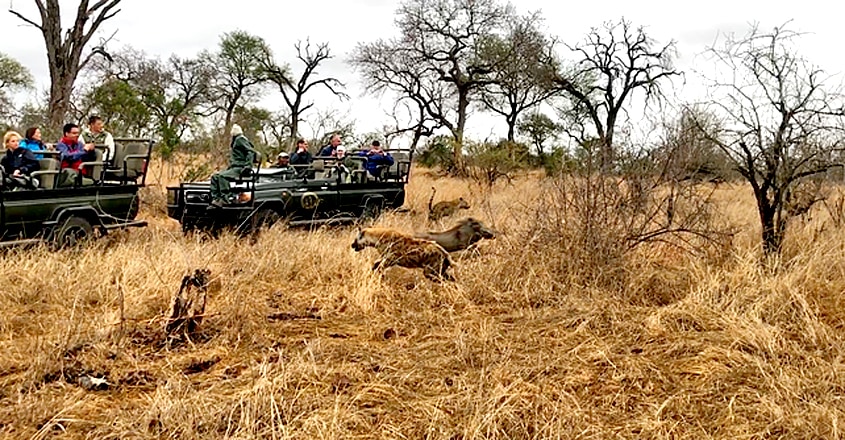 Hyena Saves Warthog from Leopard Hyena Saves Warthog from Leopard
