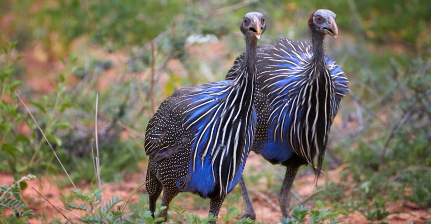 vulturine guineafowls vulturine guineafowls