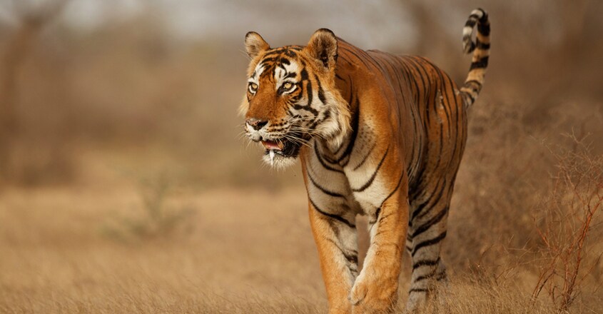Tiger Tiger