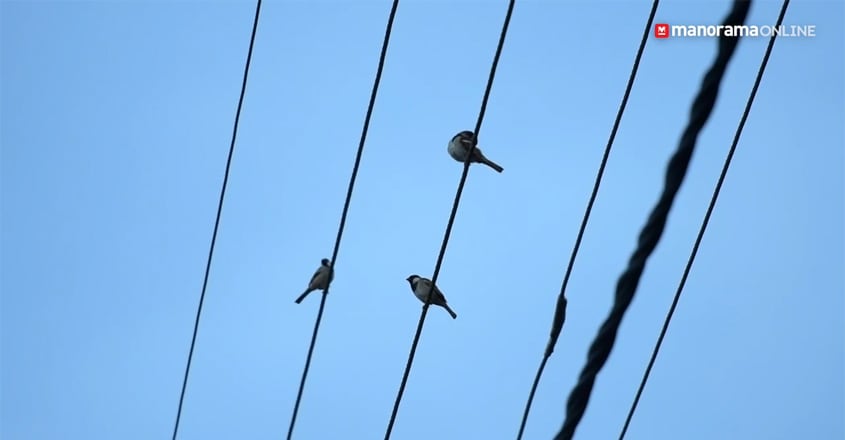 House Sparrows House Sparrows