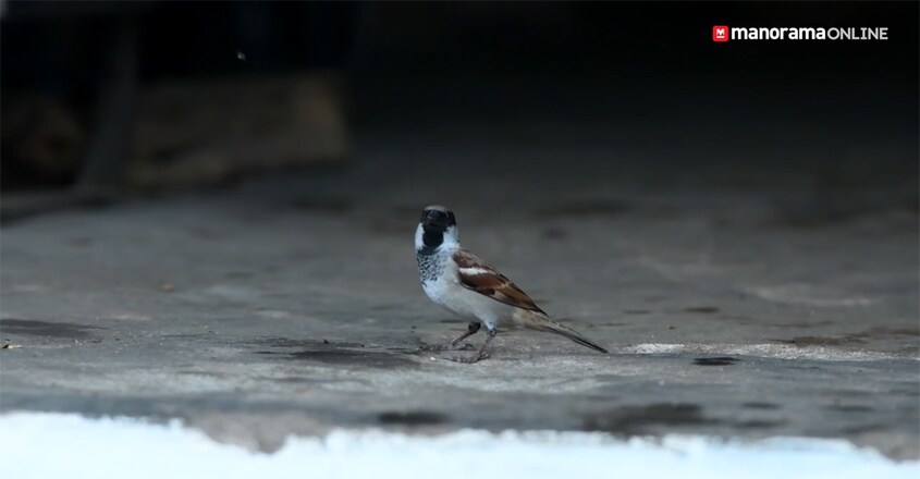 House Sparrow House Sparrow