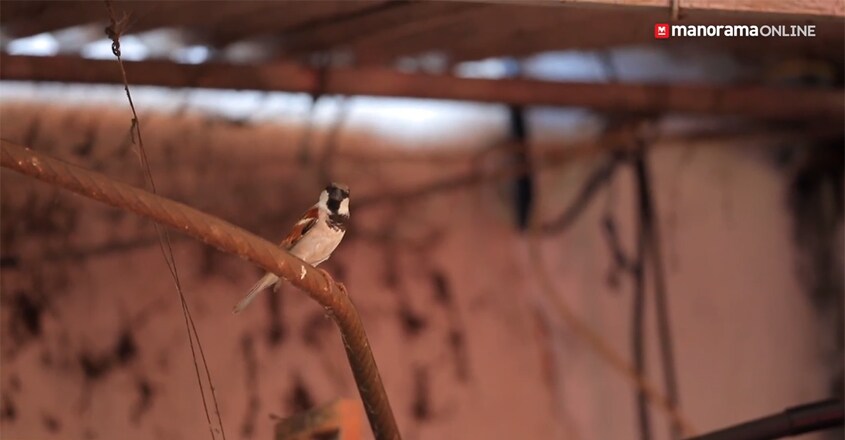 House Sparrow House Sparrow