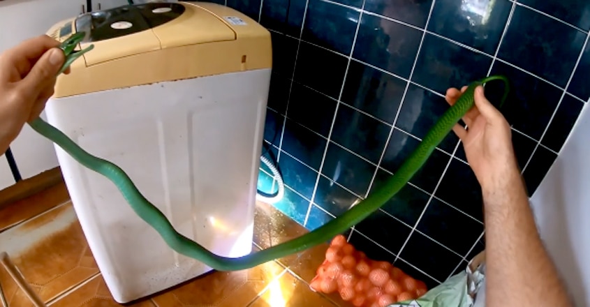 rescuing two pregnant green mambas rescuing two pregnant green mambas