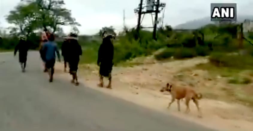 Stray dog walks over 480kms with 13 devotees to Sabarimala Stray dog walks over 480kms with 13 devotees to Sabarimala