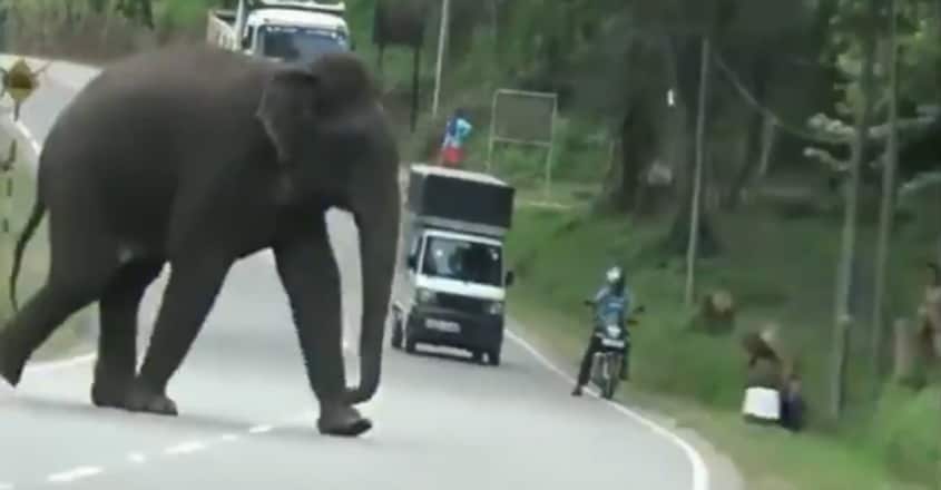 Elephant breaks electric fence using a brilliant technique Elephant breaks electric fence using a brilliant technique