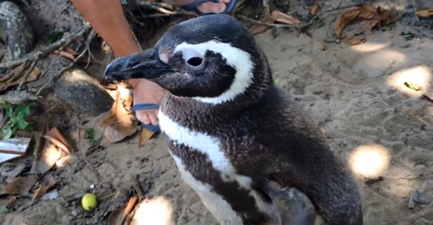 Dindim, The Penguin, Travels Every Year To Meet The Man Who Saved It Years Ago Dindim, The Penguin, Travels Every Year To Meet The Man Who Saved It Years Ago