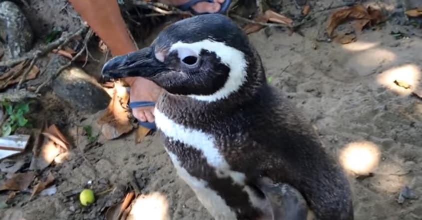 Dindim, The Penguin, Travels Every Year To Meet The Man Who Saved It Years Ago Dindim, The Penguin, Travels Every Year To Meet The Man Who Saved It Years Ago