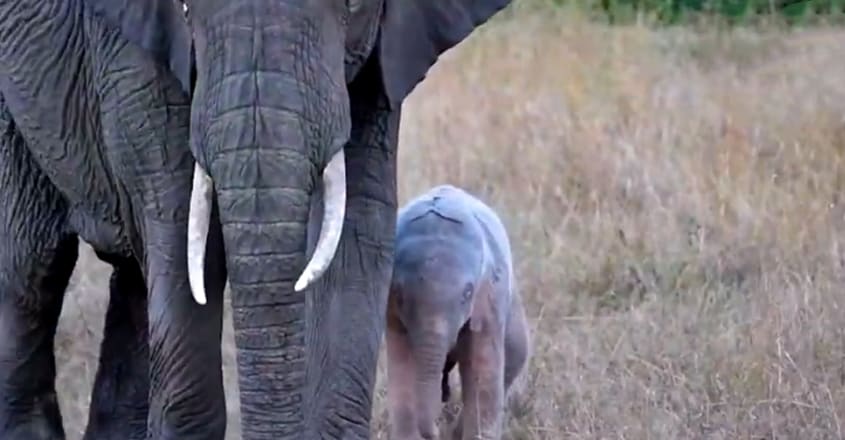 Rare Pink Elephant Calf Spotted Rare Pink Elephant Calf Spotted