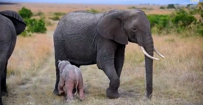 Rare Pink Elephant Calf Spotted Rare Pink Elephant Calf Spotted