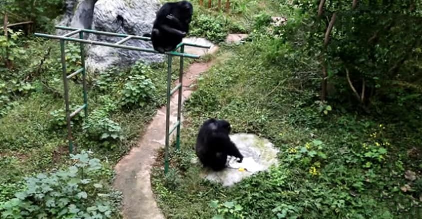 Chimpanzee Washes Clothes After Watching Zookeeper Do It Chimpanzee Washes Clothes After Watching Zookeeper Do It 