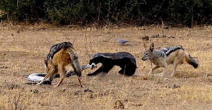 Honey badger escapes python's coils then fights off jackals Honey badger escapes python's coils then fights off jackals