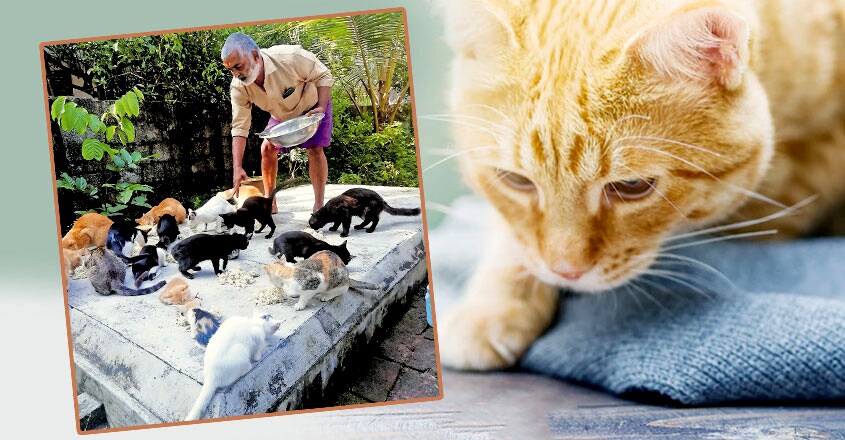 Family lives with 25 cats Family lives with 25 cats