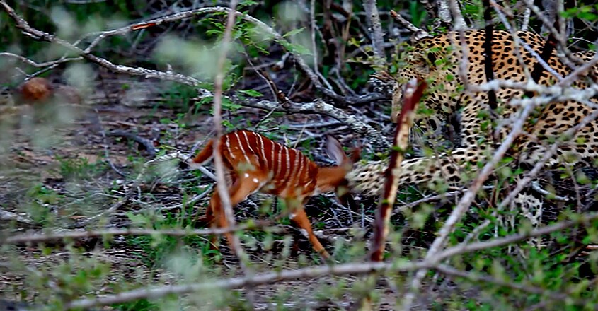 Baby Nyala Charges At Leopard Repeatedly In Bid To Escape Baby Nyala Charges At Leopard Repeatedly In Bid To Escape