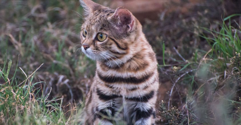 World’s Deadliest Cat World’s Deadliest Cat