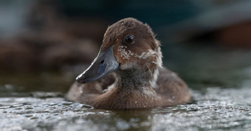 Madagascar pochard Madagascar pochard
