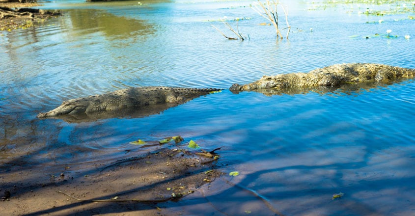 Sacred crocodile, Burkina Faso Sacred crocodile, Burkina Faso
