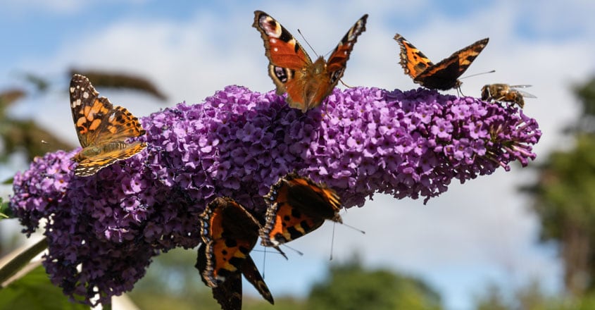 Painted Lady butterflies Painted Lady butterflies