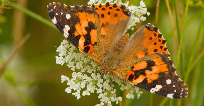 Painted Lady butterfly Painted Lady butterfly