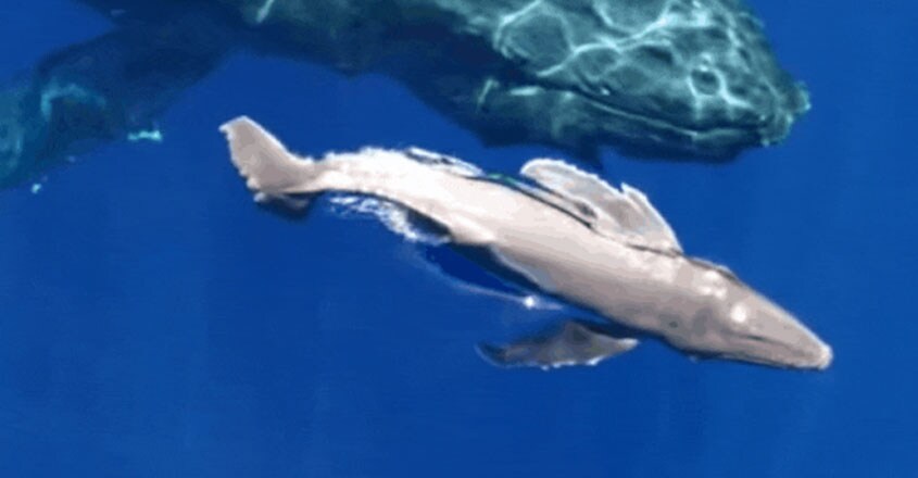 Newborn Humpback Whale with mother Newborn Humpback Whale with mother